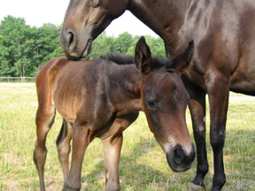 Horse and Foal Horse and Foal